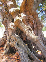 Fototapeta na wymiar Beautiful trunk of very old secular olive tree, Puglia, Italy