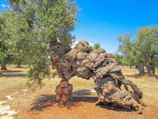 Beautiful trunk of very old secular olive tree, Puglia, Italy