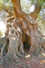 Beautiful trunk of very old secular olive tree, Puglia, Italy