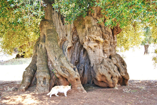 Beautiful trunk of very old secular olive tree, Puglia, Italy