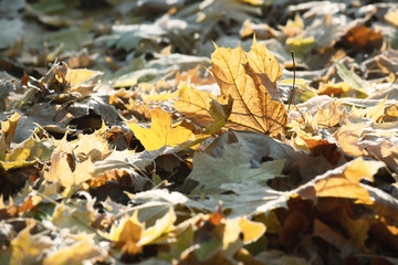 Yellow fallen maple leaves in the park, fall season outdoor background