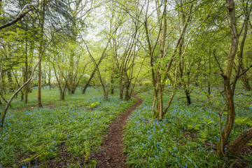 Bluebell woods in Dorset, England