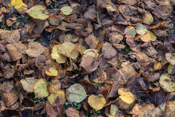 Les feuilles mortes se ramassent à la pelle...