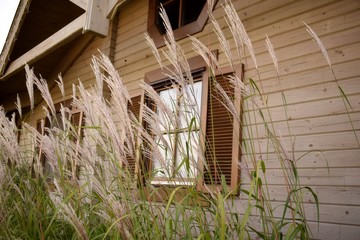 Field grass against the window of a lonely vintage wooden house in the afternoon.