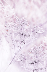 Delicate flower in cobwebs covered with white frost. Grass in the meadow covered with hoarfrost. The first autumn frosts. Soft selective focus.
