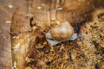 The snail crawls along the old rotten stump. Copy space. The concept of slowness. Close-up.