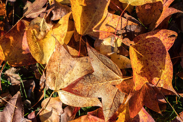Les feuilles mortes se ramassent à la pelle...