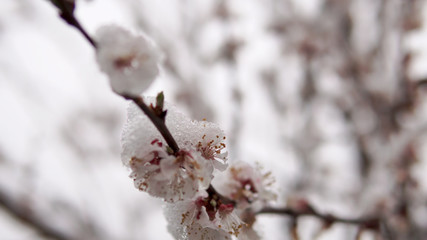 Tree blossom flower with spring snow