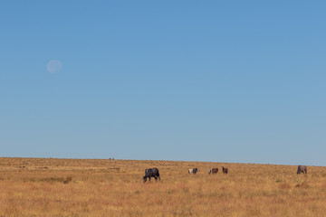 Moon Over a Herd of Wild Horses in the Utah Desert