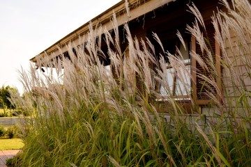 Field grass against the window of a lonely vintage wooden house in the afternoon.
