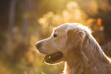 Close-up portrait of beautiful dog breed golden retriever sitting in the autumn forest at sunset