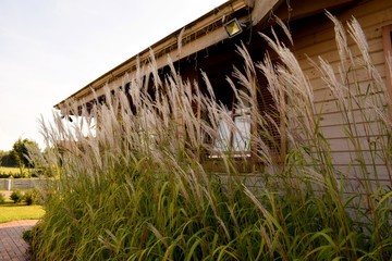 Field grass against the window of a lonely vintage wooden house in the afternoon.