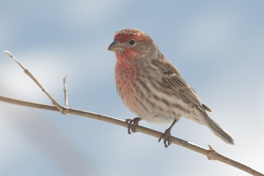 Perched Male House Finch