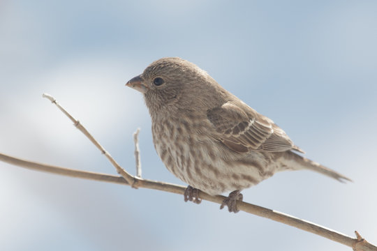 Perched Female House Finch