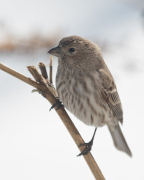 Perched Female House Finch