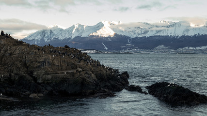 animales tomando sol en la naturaleza ushuaia argentina 