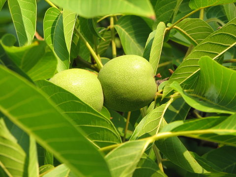 unripe walnut
