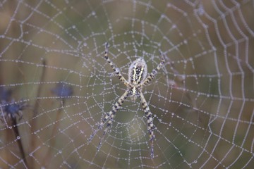 Banded Garden Spider. Web. Shiloh Ranch Regional Park in southeast Windsor includes oak woodlands, forests of mixed evergreens, ridges with sweeping views of the Santa Rosa Plain, canyons.