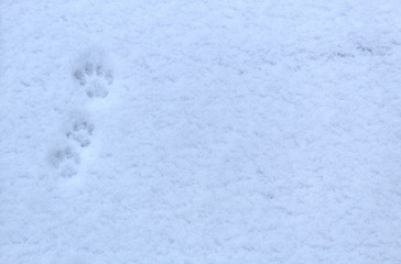 Traces of cat feet on freshly fallen snow