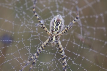 Banded Garden Spider. Web. Shiloh Ranch Regional Park in southeast Windsor includes oak woodlands, forests of mixed evergreens, ridges with sweeping views of the Santa Rosa Plain, canyons.