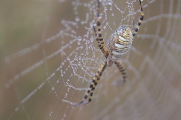 Banded Garden Spider. Web. Shiloh Ranch Regional Park in southeast Windsor includes oak woodlands, forests of mixed evergreens, ridges with sweeping views of the Santa Rosa Plain, canyons.