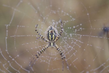 Banded Garden Spider. Web. Shiloh Ranch Regional Park in southeast Windsor includes oak woodlands, forests of mixed evergreens, ridges with sweeping views of the Santa Rosa Plain, canyons.