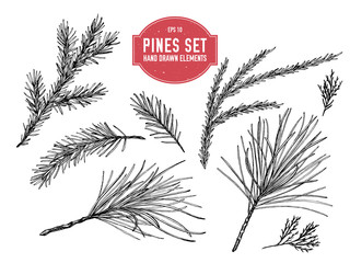Vector collection of hand drawn black and white pine branch, spruce, redwood