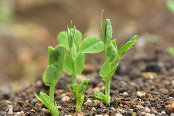 発芽したエンドウマメ