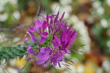 purple flowers in the garden