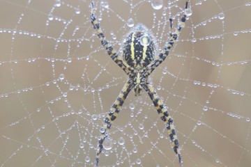 Banded Garden Spider. Web. Shiloh Ranch Regional Park in southeast Windsor includes oak woodlands, forests of mixed evergreens, ridges with sweeping views of the Santa Rosa Plain, canyons.