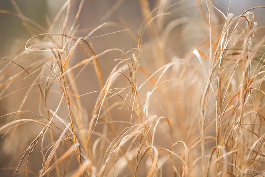 Image of golden Autumn withered grass background texture