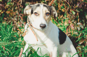 Curious dog looking at the camera.Close-up of a young mix breed dog head outdoors in nature...