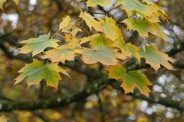 maple leaves in autumn