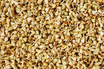 Buckwheat sprouts green background closeup. Raw buckwheat
