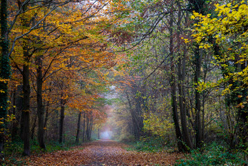 Mist in autumn