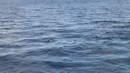 Naklejka premium pajaros/gabiota volando sobre el mar/océano/lago/agua