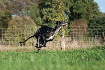 schwarzer Windhund rennt