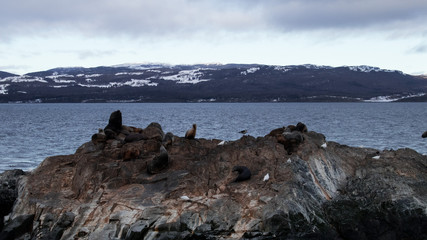 animales tomando sol en la naturaleza ushuaia argentina 