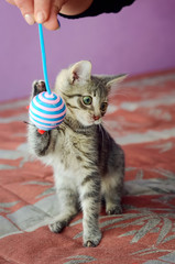 Beautiful gray striped kitten playing with a toy. Vertical photo.