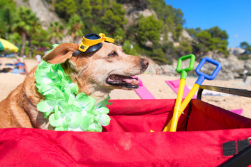Funny dog with goggles at beach