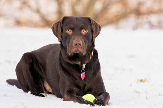 Adult Chocolate Labrador Retriever posing outdoors in snow