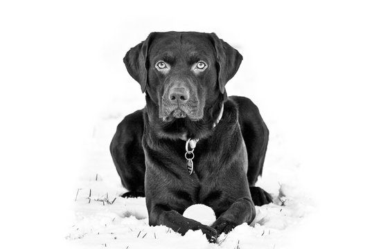 Adult Chocolate Labrador Retriever posing outdoors in snow in black and white