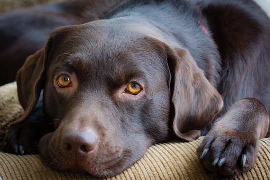 Adult Chocolate Labrador Retriever laying indoors
