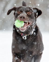 Adult Chocolate Labrador Retriever running in falling snow with a ball