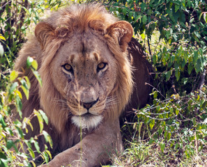 Lions in the jungle of Kenya in Africa