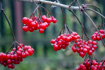 red mountain ash on a branch
