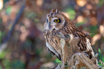 Short Eared Owl on a Branch