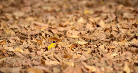 autumn leaves in the park, season concept,shallow dof