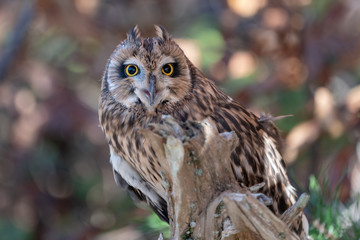 Short Eared Owl on a Branch