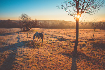 Orange rural landscape. Horse grassing on winter pasture